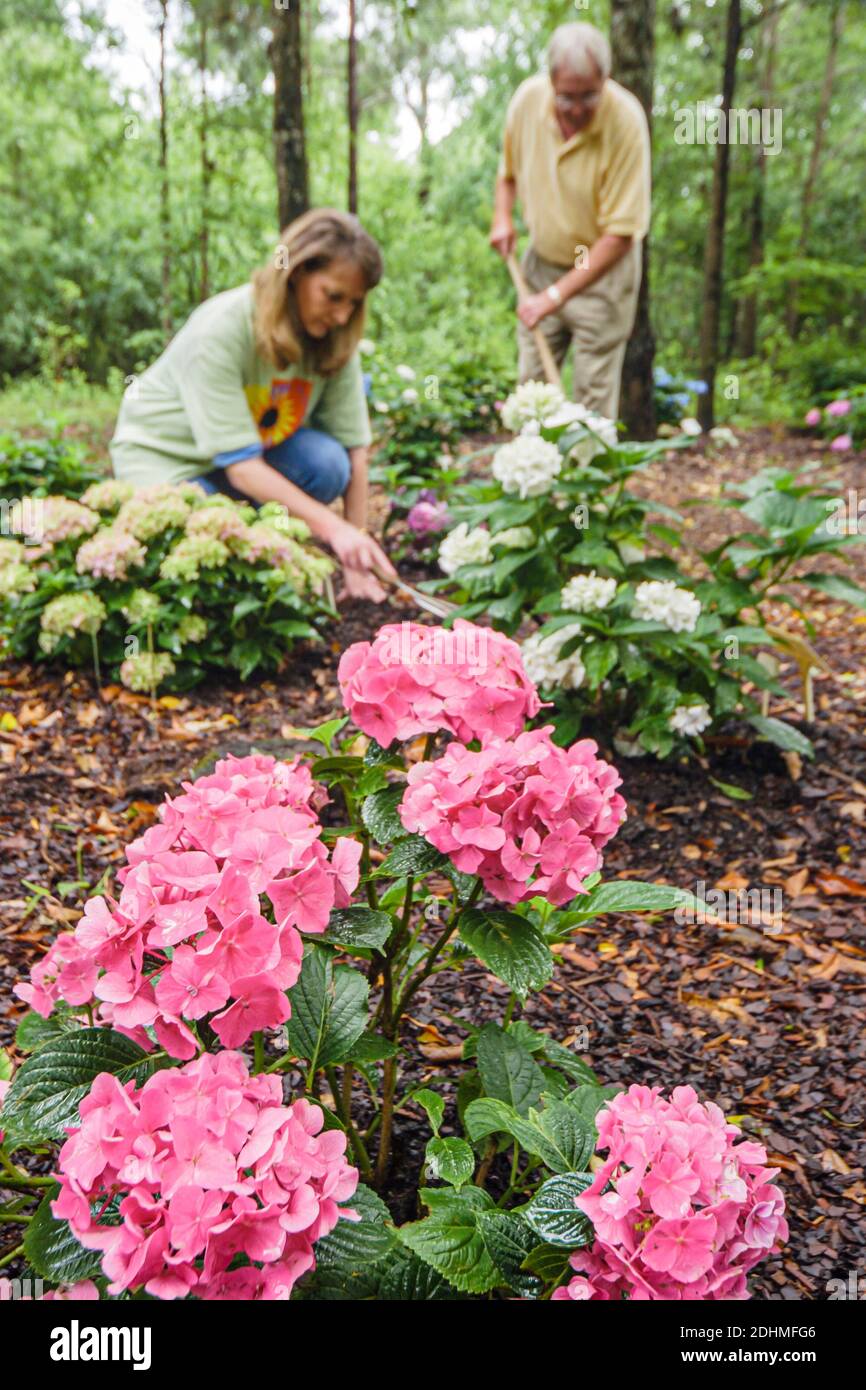 Alabama Dothan Area Botanical Gardens hortensia fleurs fleuries, bénévoles paysagant jardinage, Banque D'Images