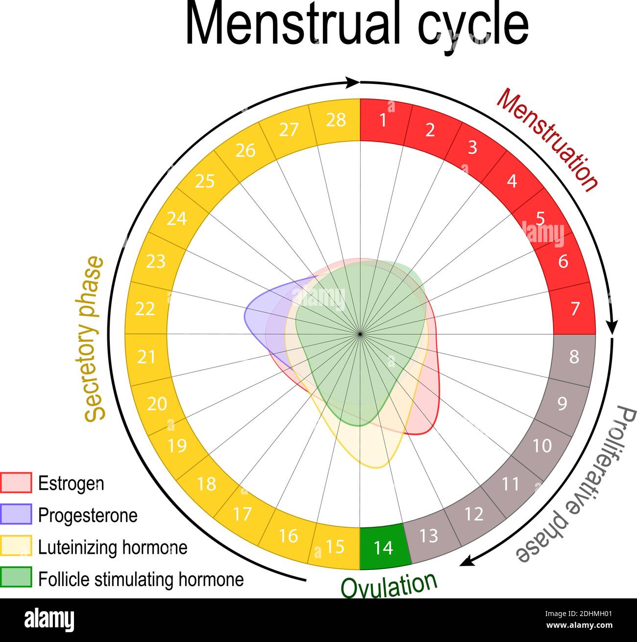 Cycle menstruel et niveau hormonal. Cycle ovarien : phase folliculaire et lutéale. Période de saignement et ovulation. Diagramme circulaire. Diagramme vectoriel Illustration de Vecteur