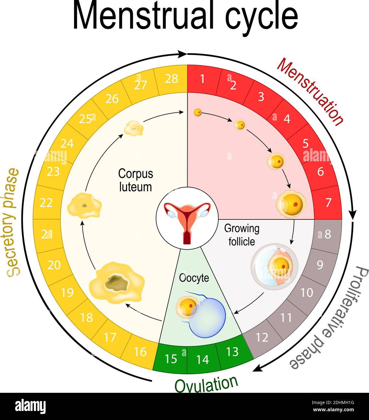 Tableau du cycle menstruel. Augmentation et diminution des hormones. Le graphique illustre également la croissance du follicule. Fluctuation des hormones Illustration de Vecteur