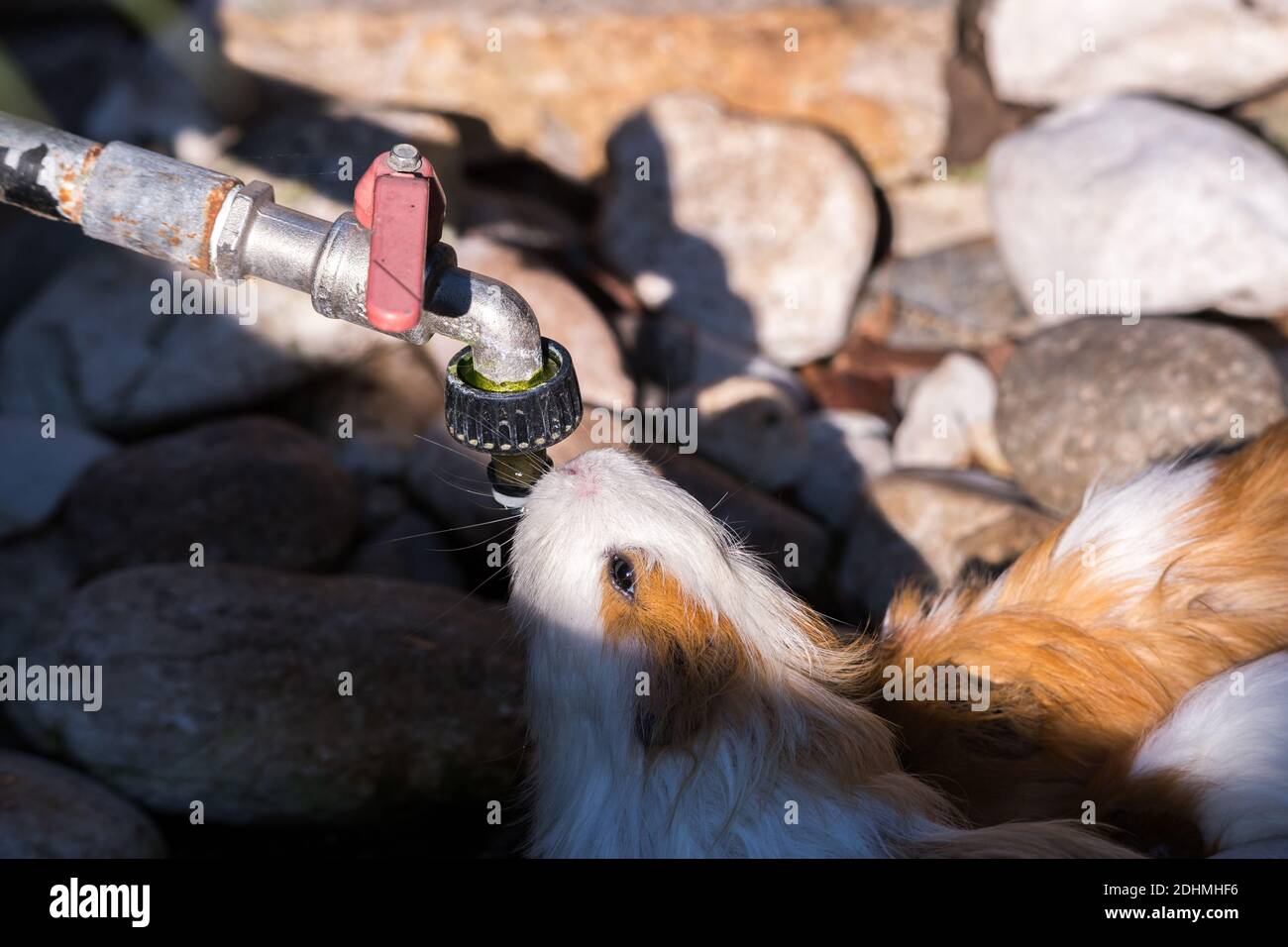 Cobaye brune et blanche de l'eau potable de Porcellus un robinet Banque D'Images