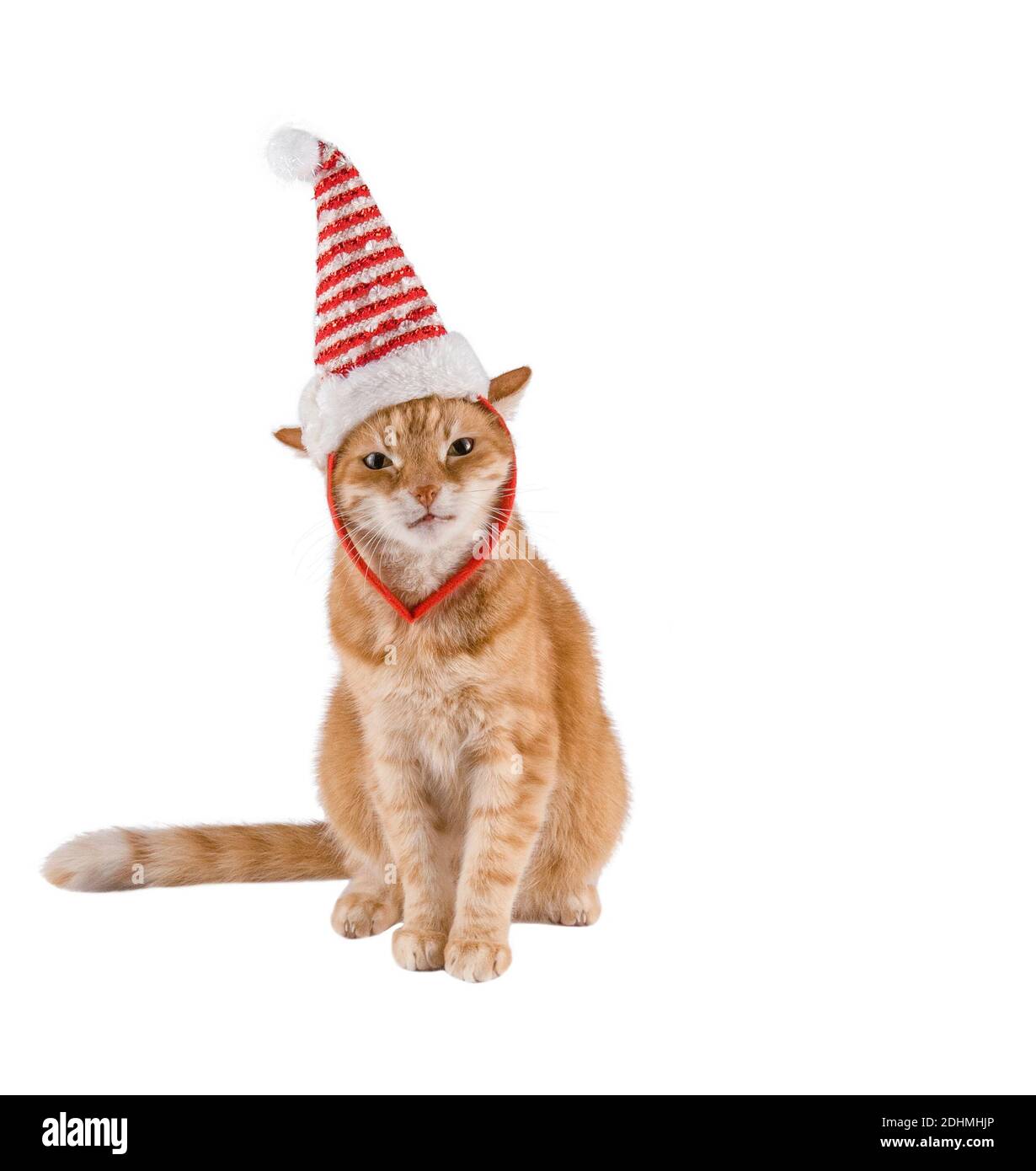 Ginger Cat regarde dans l'appareil photo. Photos de chats, yeux de chat, chats mignons. Chat russe et fond de Noël. Chat dans un chapeau de père noël. Isoler. Co. Bannière Banque D'Images