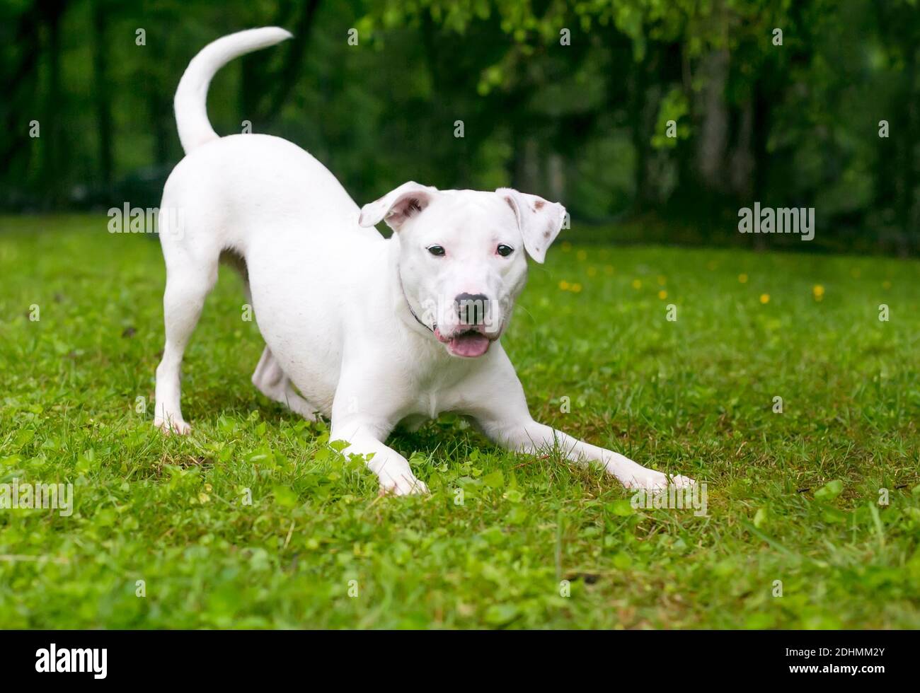 Un chien de race mixte de Retriever x Terrier blanc enjoué une position de l'arceau de jeu Banque D'Images