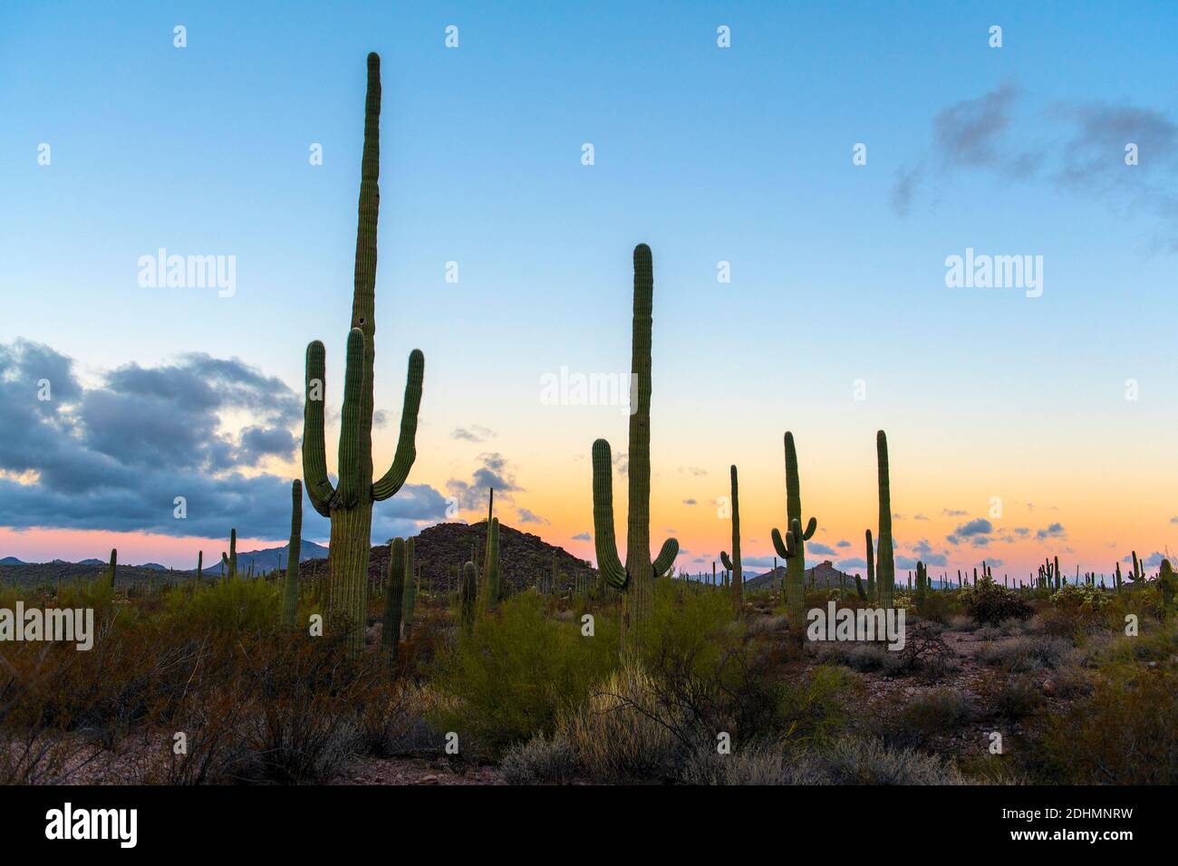 Sunrize dans Organ Pipe Cactus National Monument, dans le sud de l'Arizona. Banque D'Images