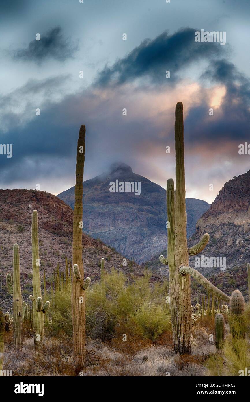 Saguaros géant dans Organ Pipe Cactus National Monument, dans le sud de l'Arizona. Banque D'Images