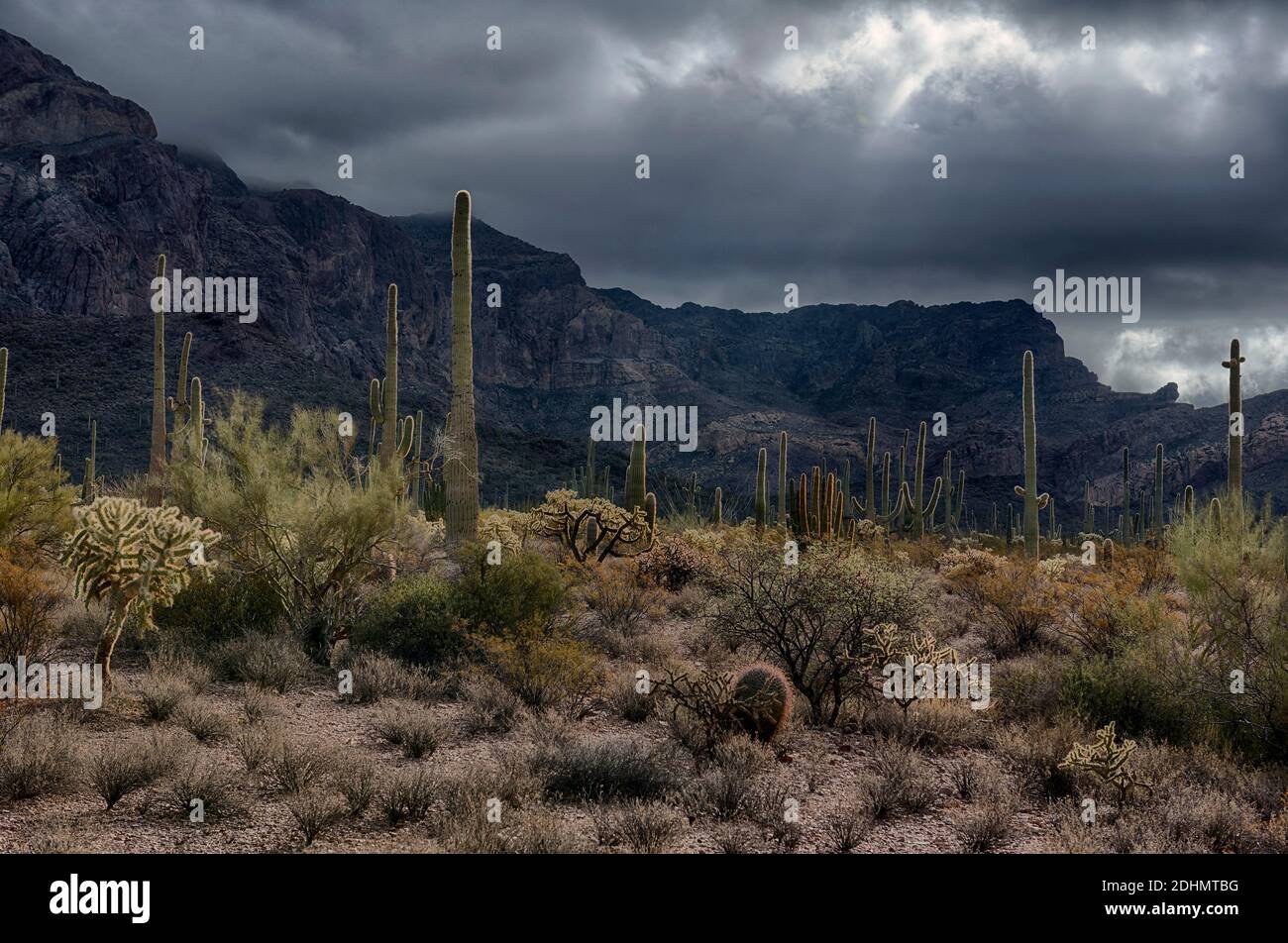 Paysage désertique rétroéclairé avec de nombreuses espèces de cactus dans le monument national de Organ Pipe Cactus, dans le sud de l'Arizona. Banque D'Images