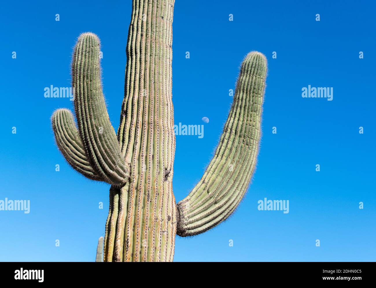 Saguaro lune. Parc régional de Lake Pleasant, Arizona, États-Unis Banque D'Images