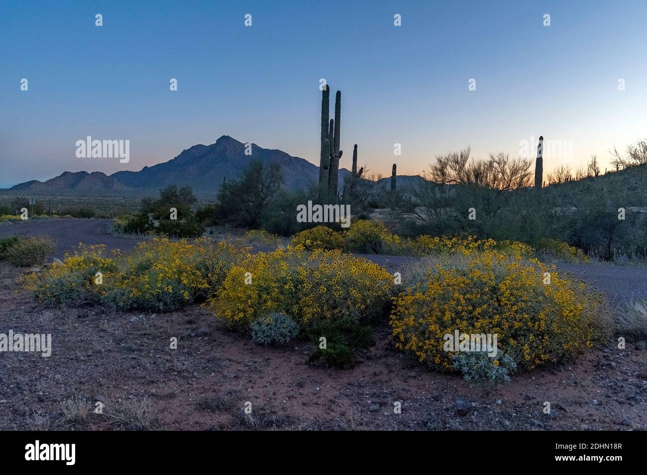 Scène matinale au départ du parc national de Picacho Peak (Arizona, États-Unis) avec son brittlebush fleuri, ses cactus et Newman Peak en arrière-plan. Mars 2020. Banque D'Images
