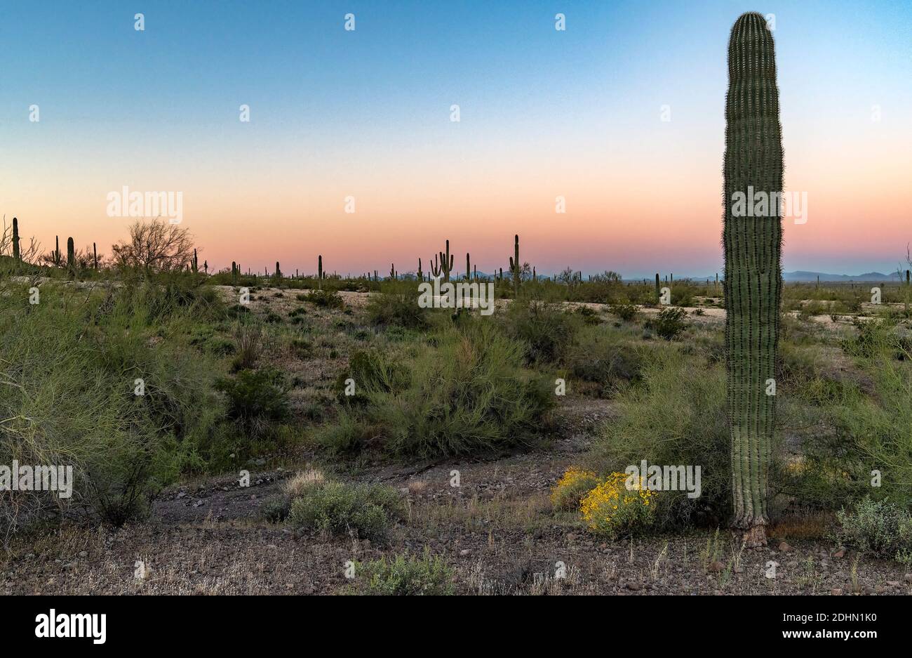 Végétation du désert dans le parc national de Pichacho Peake (Arizona, États-Unis) tôt le matin en mars 2020. Banque D'Images