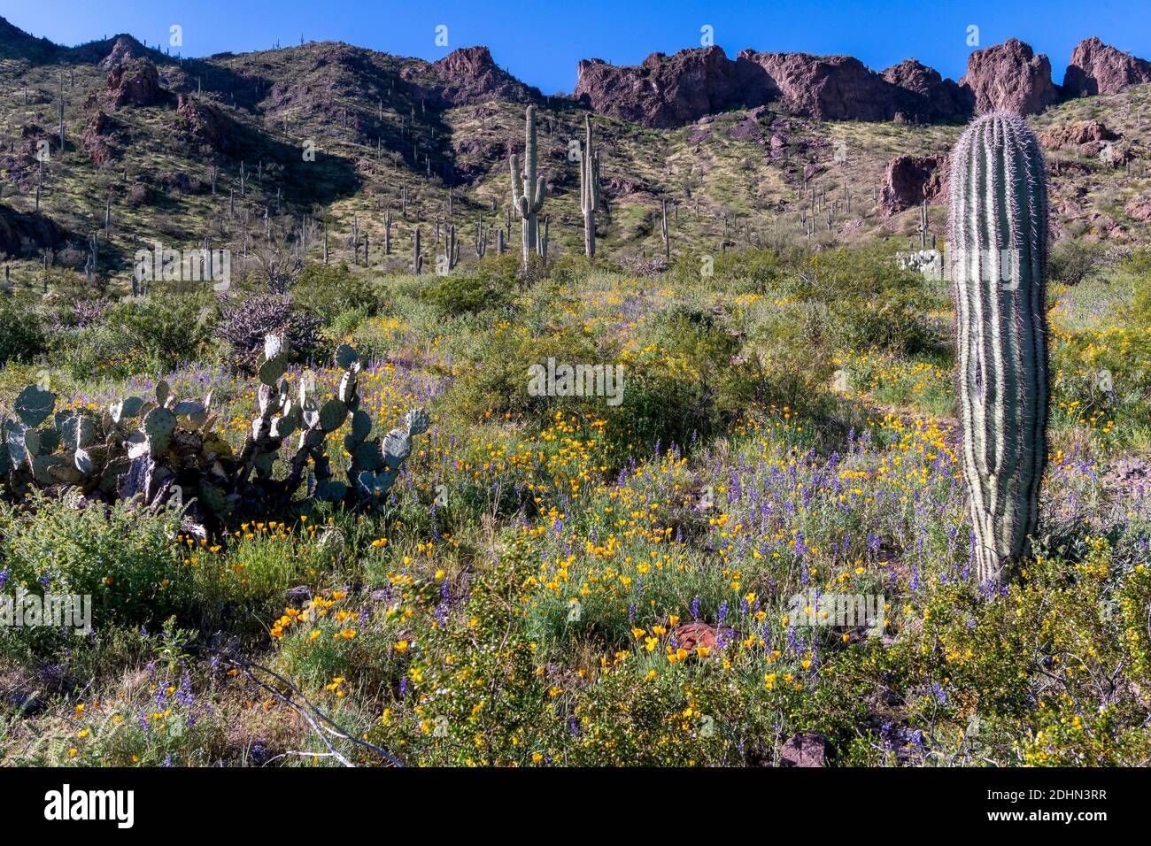 Désert en pleine floraison au parc national de Picacho Peak (Arizona, États-Unis) en mars 2020. Banque D'Images