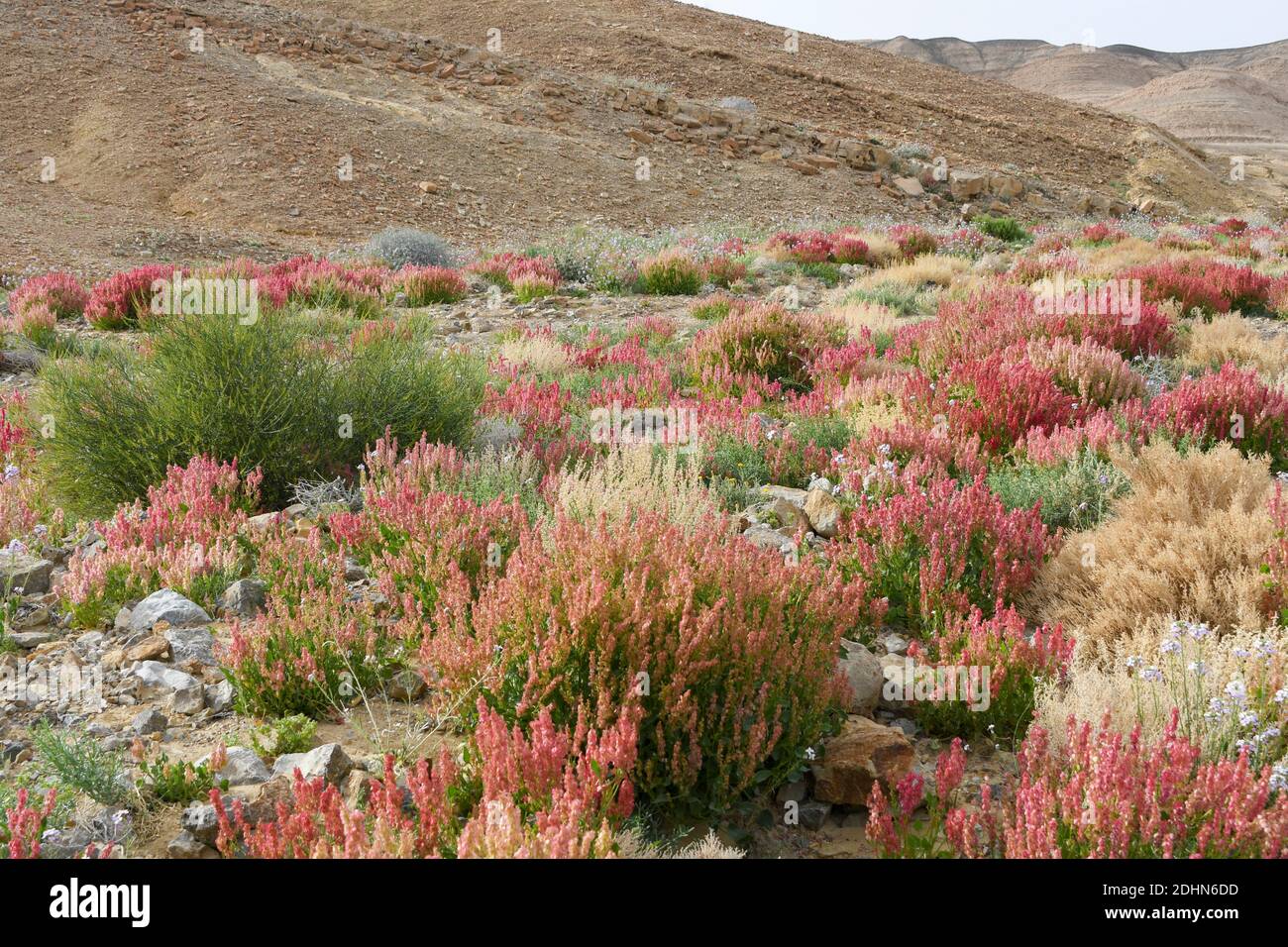 L'ostréiade nouée (Rumex cyprius syn Rumex roseus). Après une rare saison des pluies dans le désert du Néguev, et Israël en général, une abondance de fleurs sauvages sp Banque D'Images