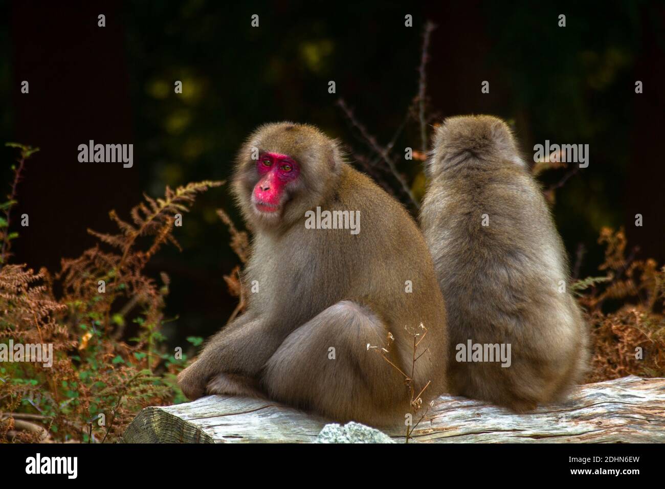 Macaque japonais (Macaca fuscata), également connu sous le nom de singe de neige, se toilettant les uns les autres. Photographié sur l'île de Kinkasan, dans la préfecture de Miyagi, dans le nord-est Banque D'Images