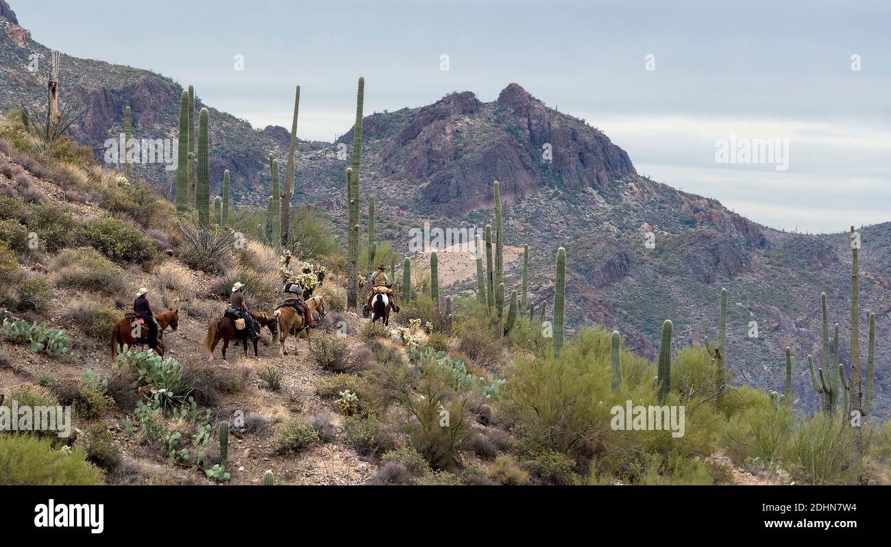 Suivi à cheval dans le désert des Superstitions, dans le sud de l'Arizona, aux États-Unis Banque D'Images