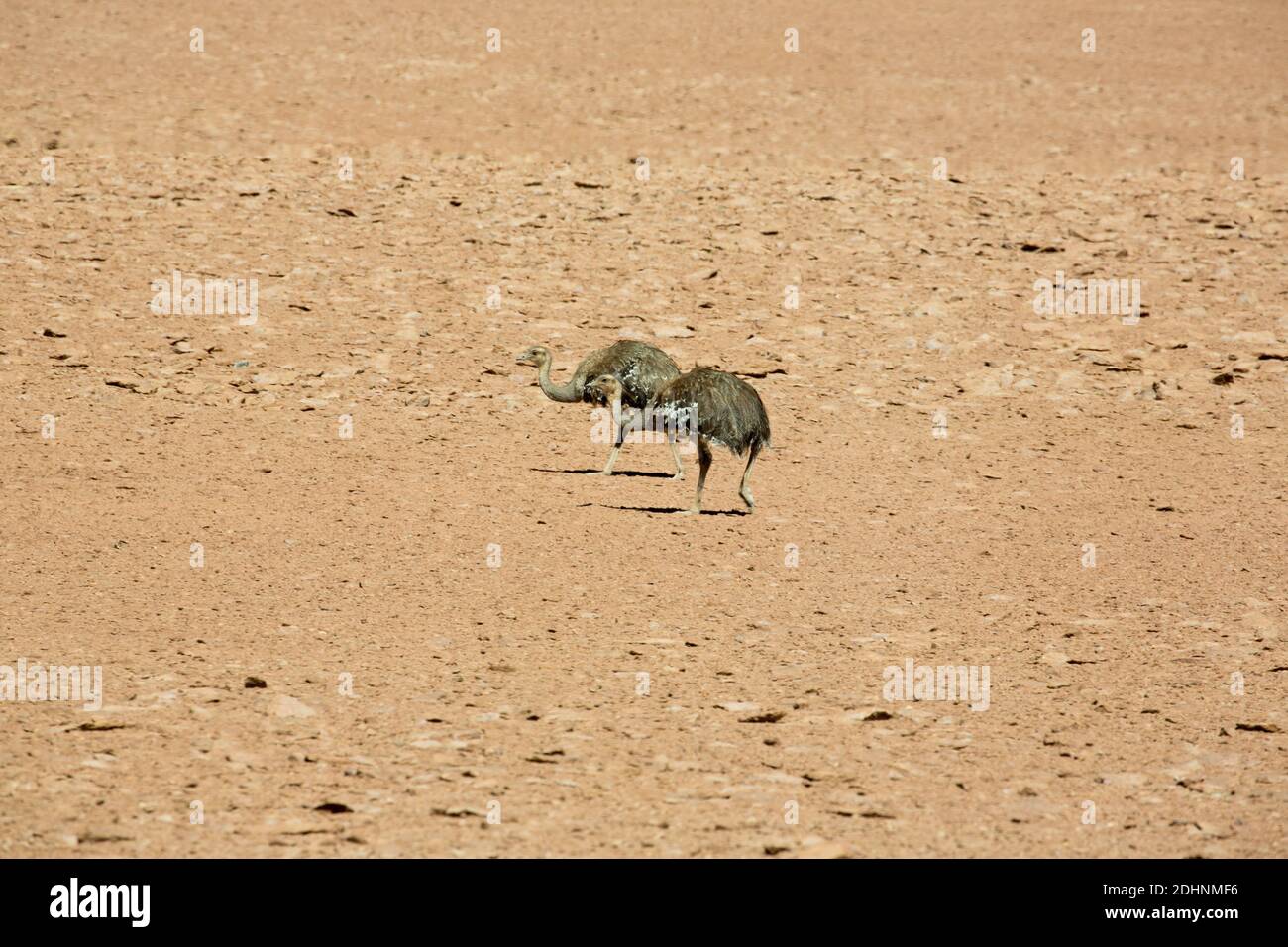 Une paire de rhéas à haute altitude dans la région du désert d'Atacama des Andes, au Chili Banque D'Images