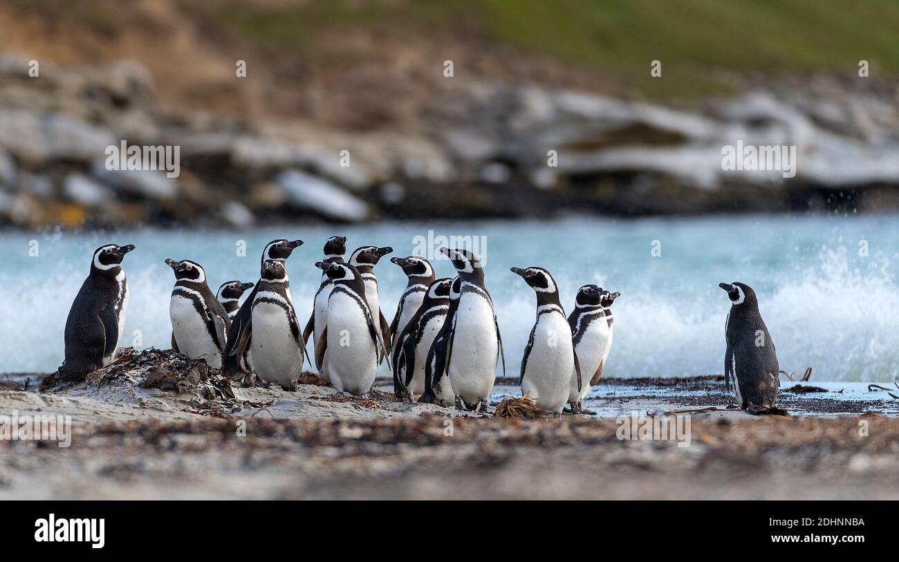 Groupe de pingouins magellaniques (Sphreniscus magellanicus) de l'île de Saunders, dans les îles Falkland. Banque D'Images
