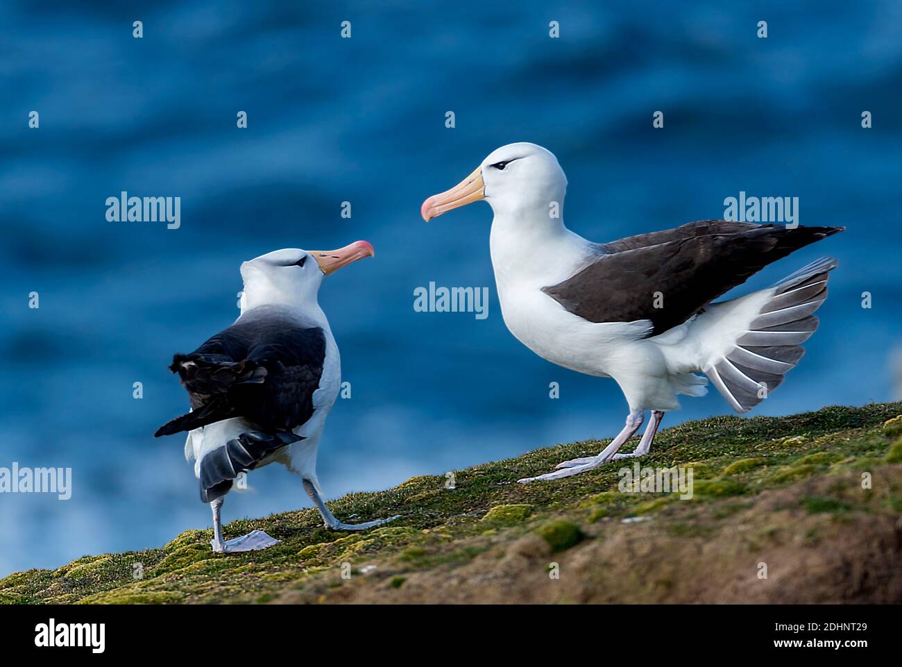 Paire d'Albatros à sourcils noirs (Thalassarche melanophrys), île de Saunders, les Malouines. Banque D'Images