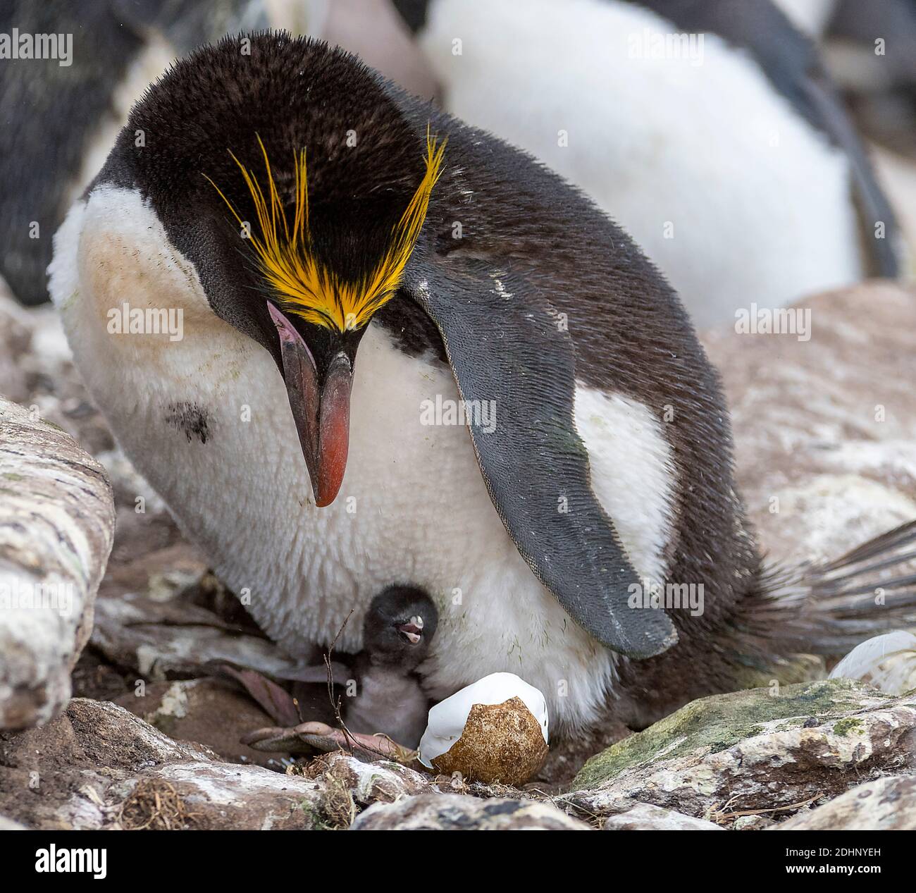 Pingouin macaroni (Eudyptes chrysolophus) avec poussin sur son nid. Photo de l'île de Sounders, les îles Falkland. Banque D'Images