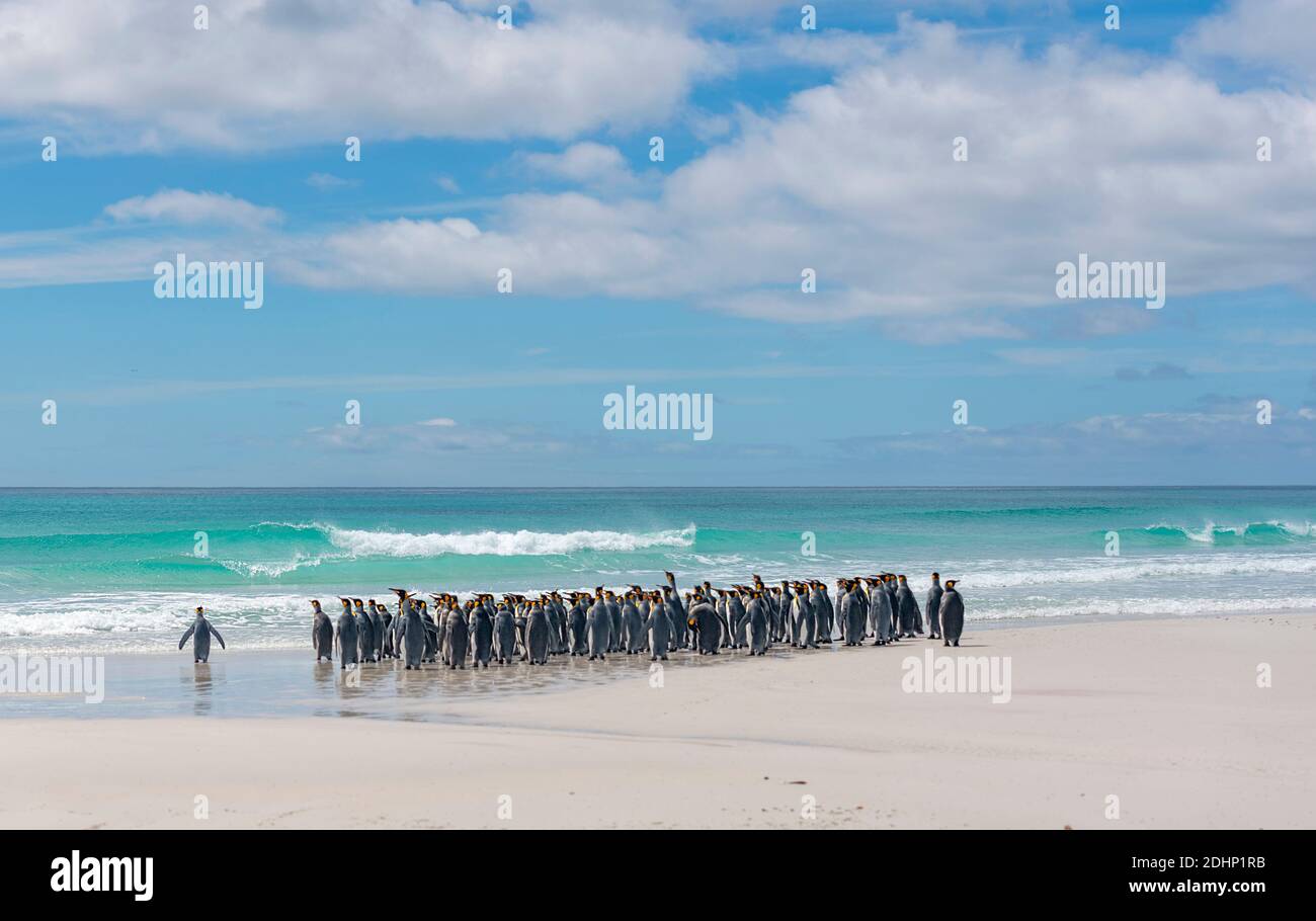 Troupeau de pingouins roi (Aptenodytes patagonicus patagonicus) sur la plage de Volunteer point, île Falkland est. Banque D'Images