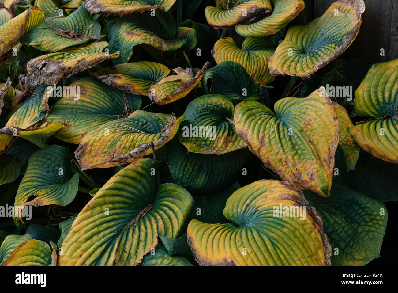 Vue rapprochée des feuilles de hosta de fin de saison profondément striées qui passent du vert au jaune à l'aspect horizontal brun Banque D'Images