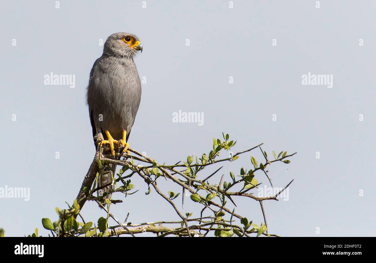 Kestrel gris (Falco ardosiaceus) de Maasai Mara, Kenya. Banque D'Images