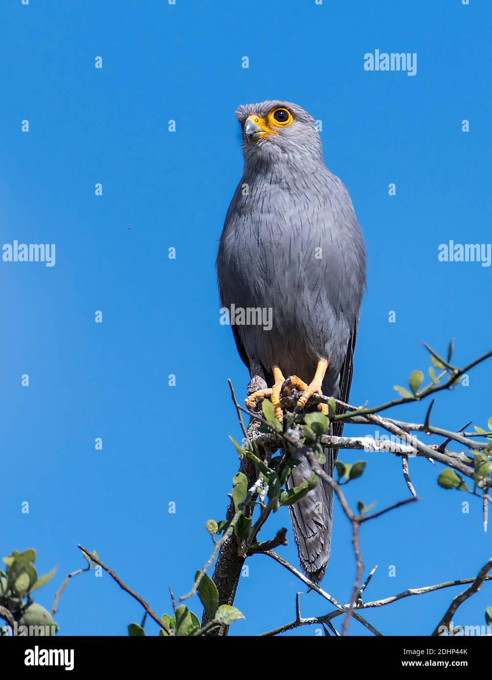 Kestrel gris (Falco ardosiaceus) de Maasai Mara, Kenya. Banque D'Images