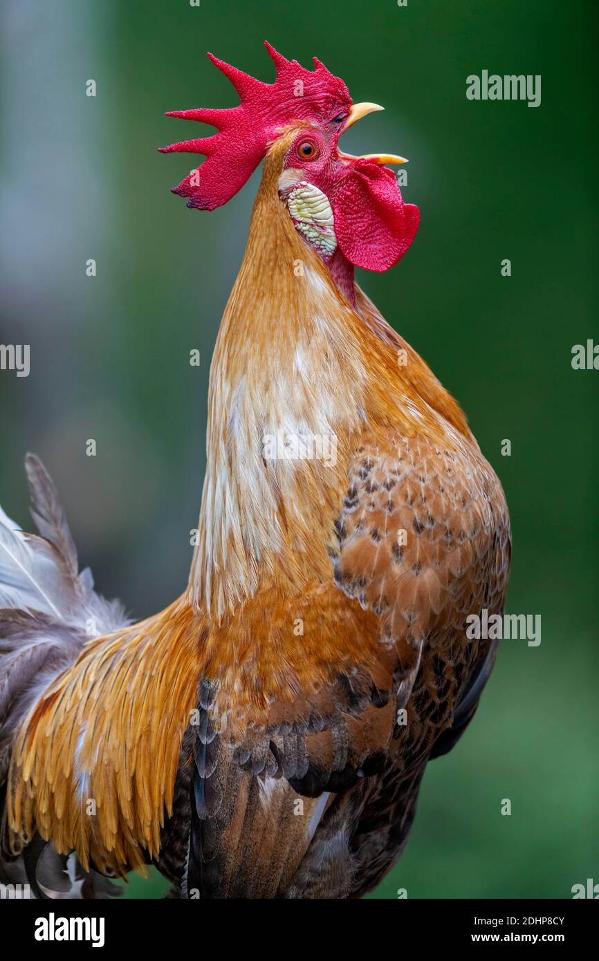 Le coq de la volaille domestique (Gallus gallus domesticus) appelle. Banque D'Images