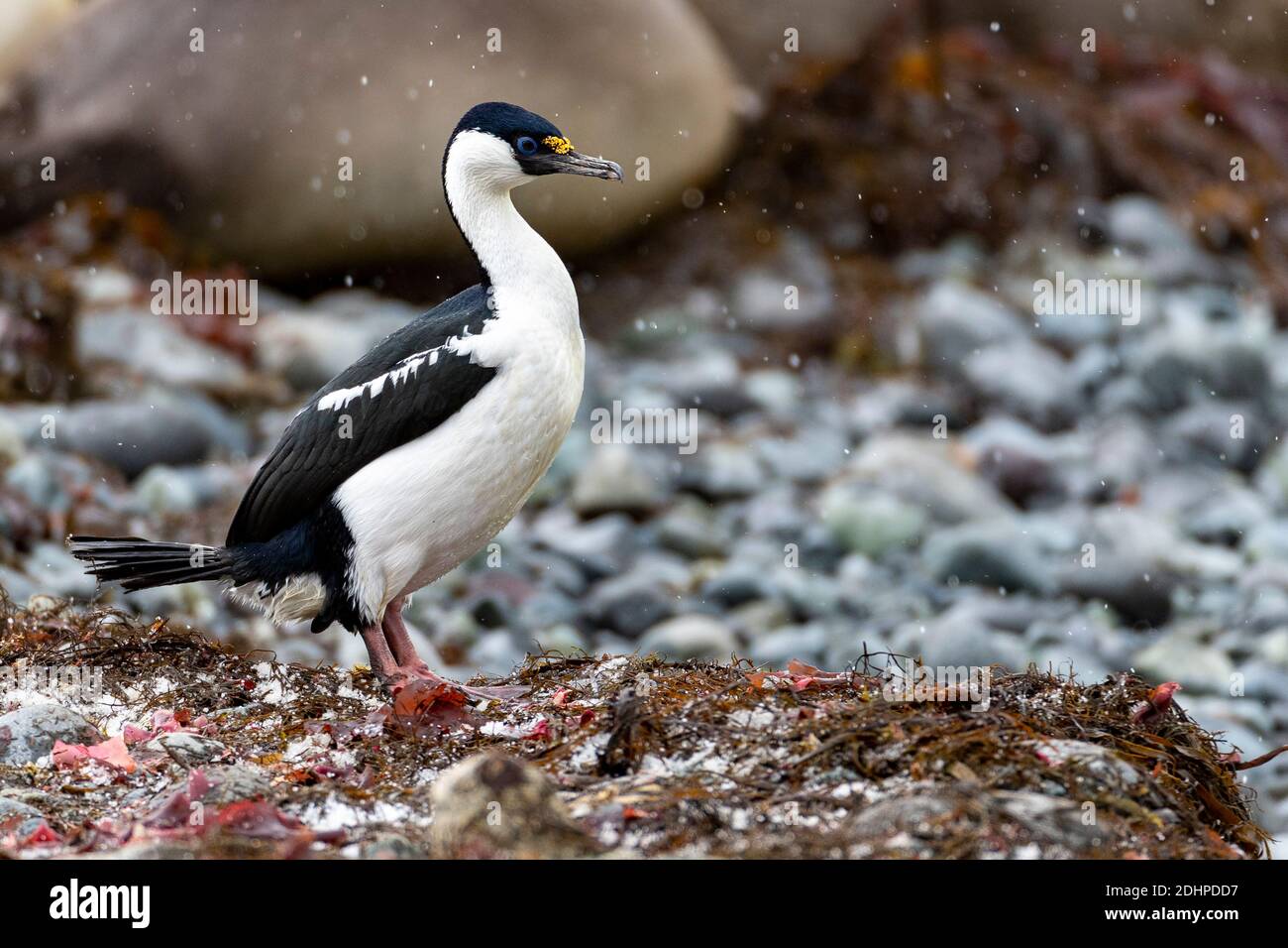 Le cerf de l'Antarctique (Phalacrocorax bransfidensis) de l'île du Roi George, îles Shetland du Sud, Antarctique. Banque D'Images