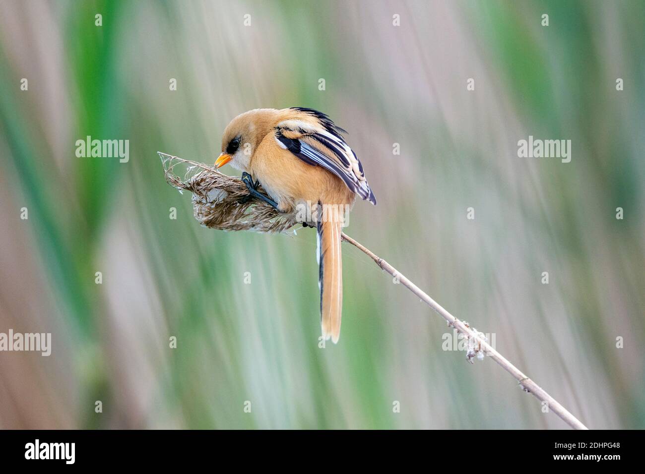 Un jeune homme de reedling barbu (Panurus biarmicus) se nourrissant dans la forêt de l'herbe de stout à Vejlerne, dans le nord du Danemark, en juin. Banque D'Images