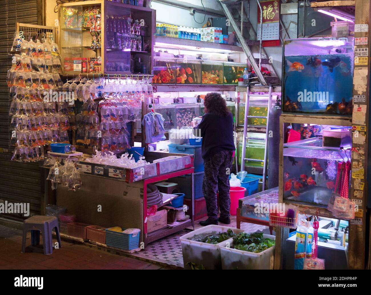 Boutique de l'aquarium au marché aux poissons rouges, Tung Choi Street, Hong Kong, Chine. Banque D'Images