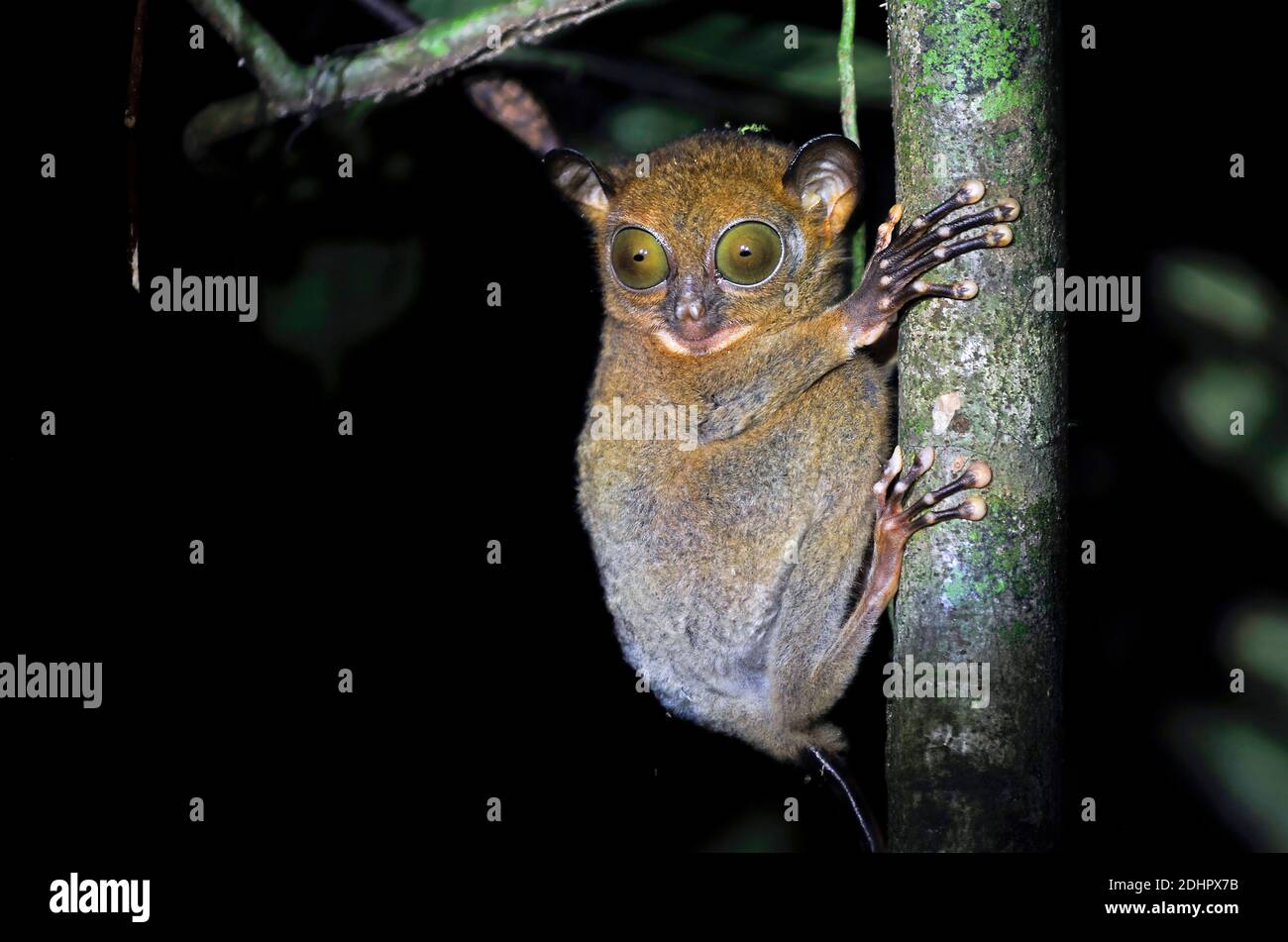 Western, Cephalopachus Tarsier bancanus, de Danum Valley, Sabah, Bornéo. Banque D'Images