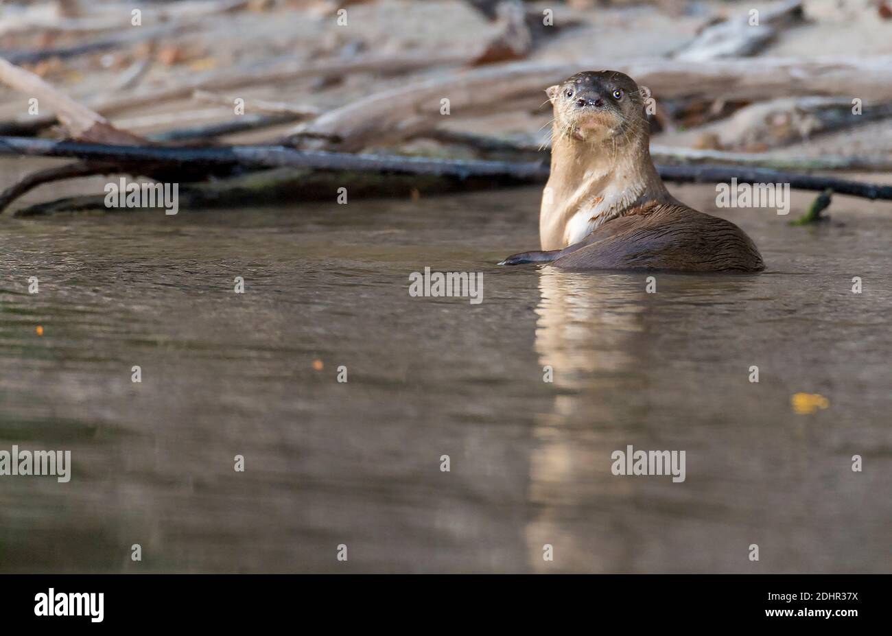 Loutre de rivière néotropicale (Lontra longicaudis) de Rio Cristalino, l'Amazone, Brésil. Banque D'Images