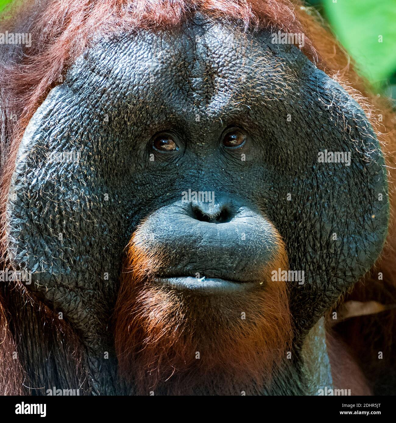 Face d'un énorme orangutang mâle (Pongo pygmaeus wurmbi) du parc national de Tanjung Poutine, Kalimantan, Indonésie Banque D'Images