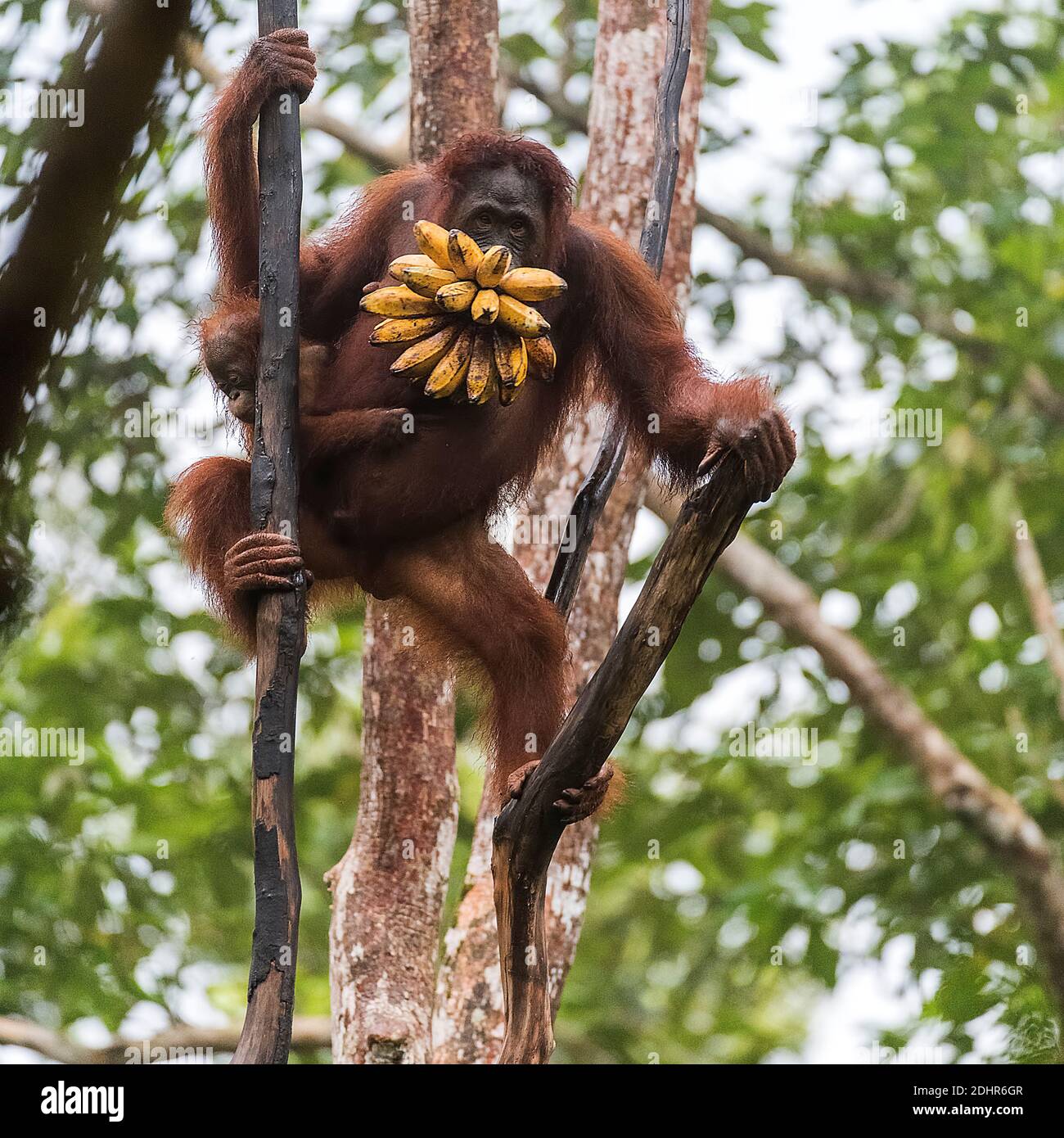 Une femme orang-outan et son bébé ont niché un bouquet de banane. Parc national de Tanjung Puting, Kalimantan, Indonésie Banque D'Images