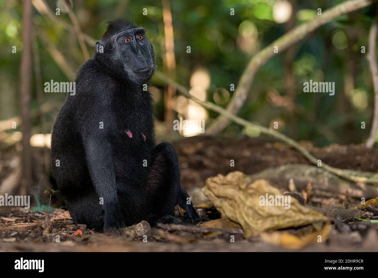 Macaques noires à crête (Macaca nigra) dans la réserve naturelle de Tangkoko, au nord de Sulawesi, en Indonésie. Banque D'Images