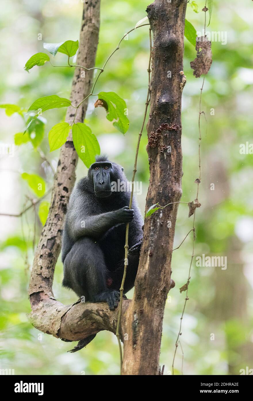 Macaques noires à crête (Macaca nigra) dans la réserve naturelle de Tangkoko, au nord de Sulawesi, en Indonésie. Banque D'Images