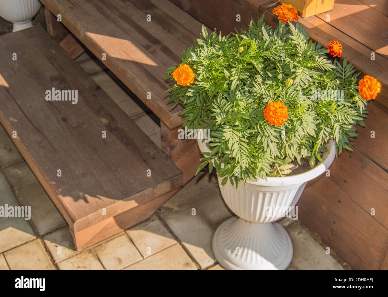 Un vase blanc au sol avec des marigolds en fleurs plantés dans elle se trouve près des marches d'un porche en bois dans une maison de campagne. Banque D'Images