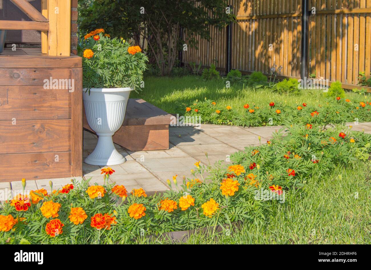 Belle conception de l'arrière-cour avec une véranda, vase au sol, nouvelle clôture en bois, pelouse et marigolds fleuris, soleil jour d'été. Banque D'Images