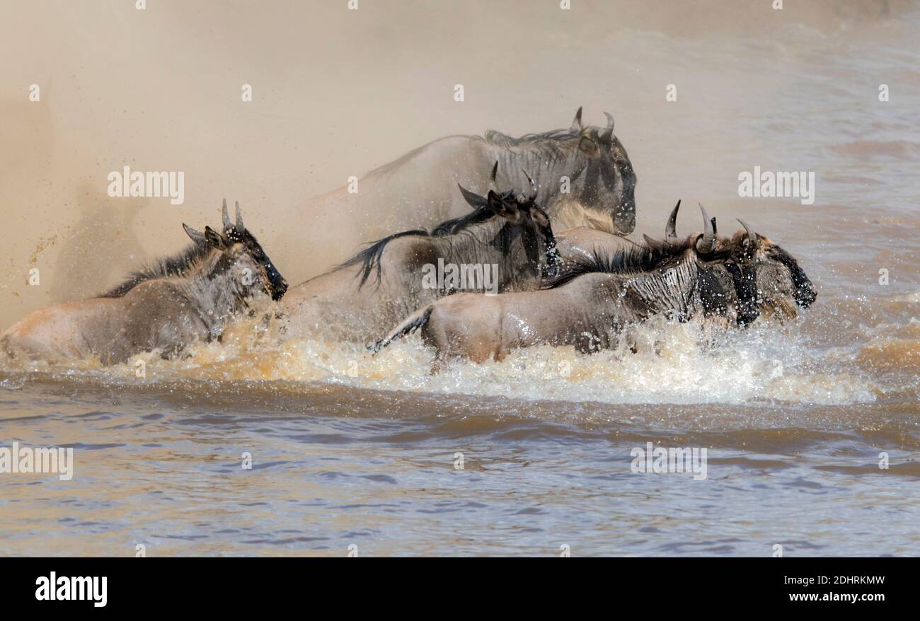 Le flétrissement (Connochaetes taurinus) traversant la rivière Mara en août 2018. Banque D'Images