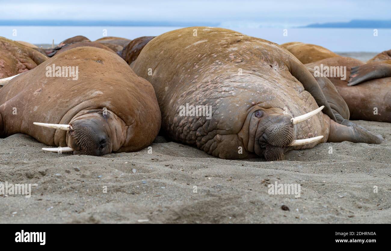 Des morses (Odobenus rosmarus) à Polepynten, Forland de Prins Karl, Spitsbergen, Svalbard, Norvège. Banque D'Images