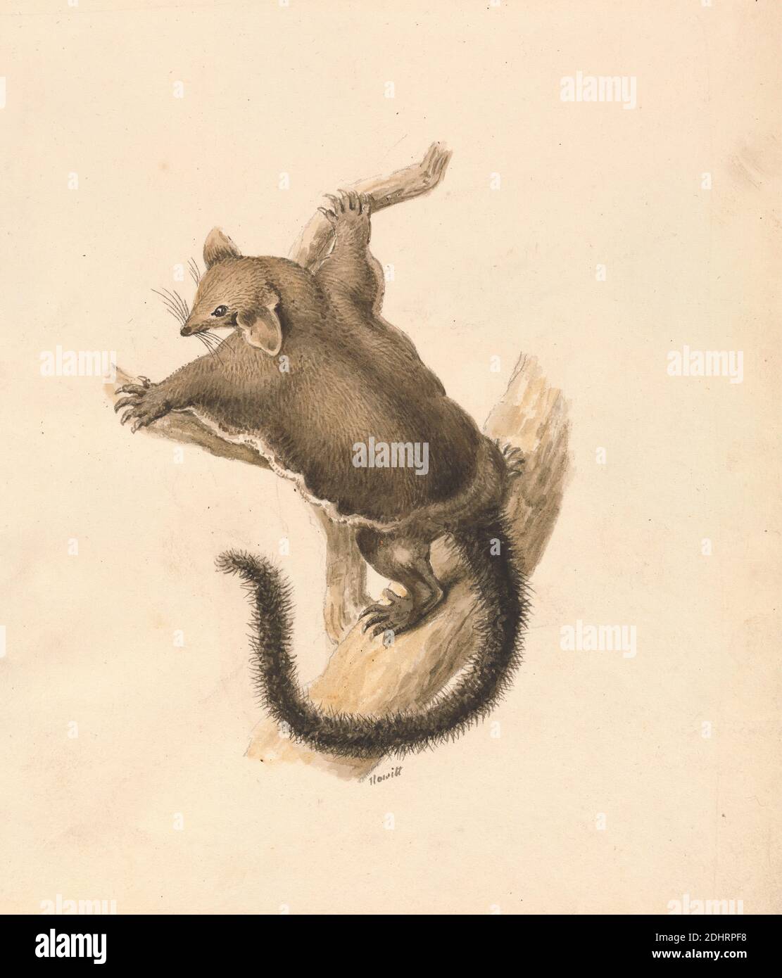 Flying Squirrel, Samuel Howitt, 1756–1822, British, CA. 1817, aquarelle et graphite sur papier à feuilles moyennes, légèrement texturées, crème, feuille: 7 3/8 × 9 3/4 pouces (18.7 × 24.8 cm), art animal, branche, volant, écureuil Banque D'Images