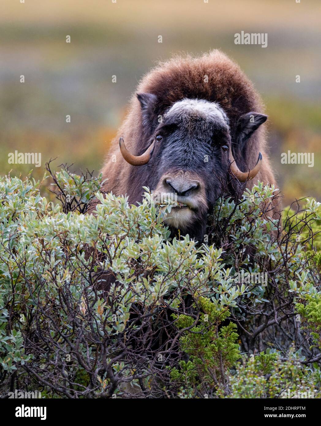 Le boeuf musqué mâle (Ovibos moschatus) se nourrissant sur Salix aat Dovrefjell, Norvège. Banque D'Images