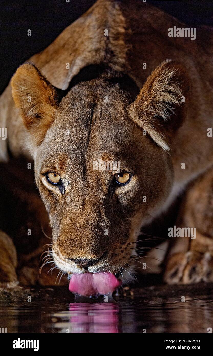 Boisson sans lioness. Réserve privée Zimanga, Afrique du Sud. Banque D'Images