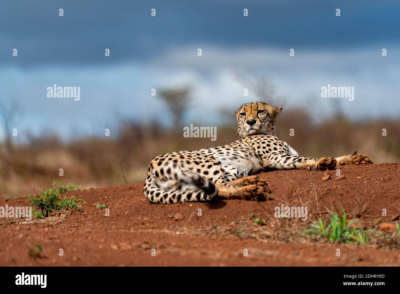 Cheetah (Acinonyx jubatus) de la réserve privée de Zimanga, Afrique du Sud. Banque D'Images