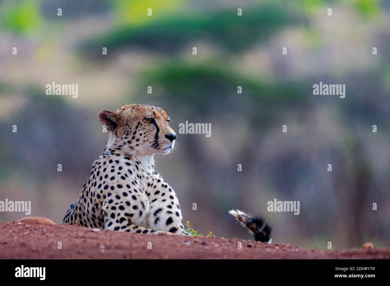 Guépard mâle (Acinonyx jubatus) de la réserve privée de Zimanga, Afrique du Sud. Banque D'Images