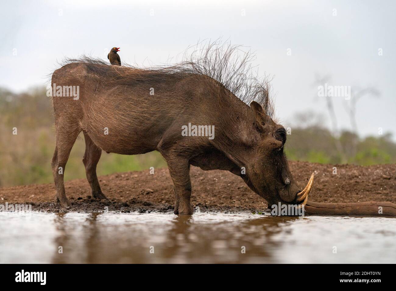 Le warthog commun (Phacochoerus africanus) avec des boeufs à bec rouge (Buphagus erythrorhynchus). Zimanga, Afrique du Sud. Banque D'Images