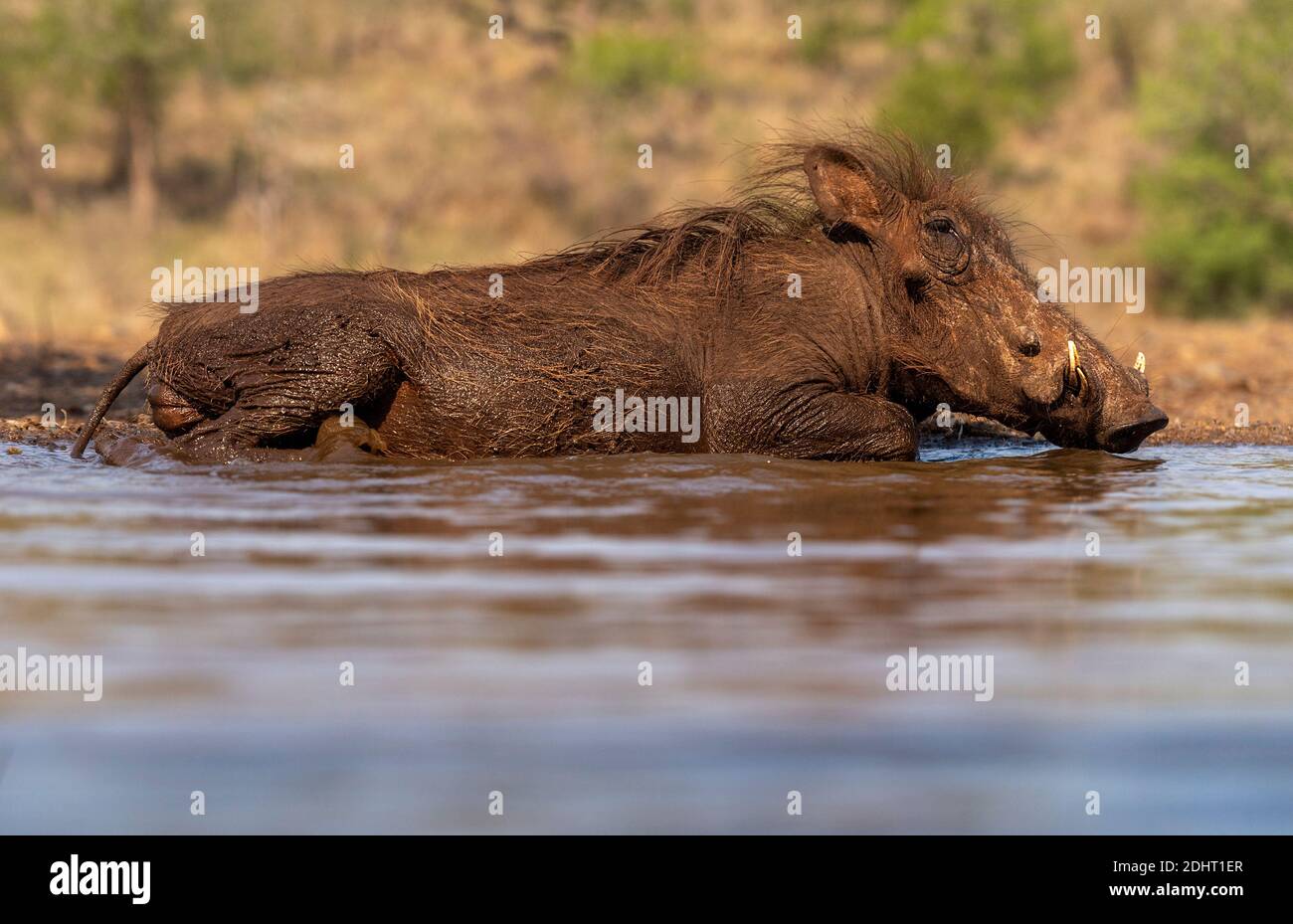 Warthog ((Phacochoerus africanus) se refroidissant et buvant dans un étang à Zimanga, Afrique du Sud. Banque D'Images