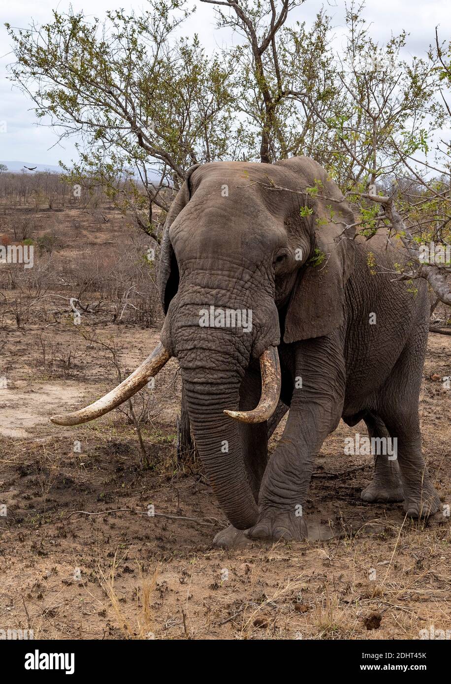 Immense éléphant d'Afrique (Loxodonta africana) avec de grandes défenses dans le parc national Kruger, en Afrique du Sud. Banque D'Images