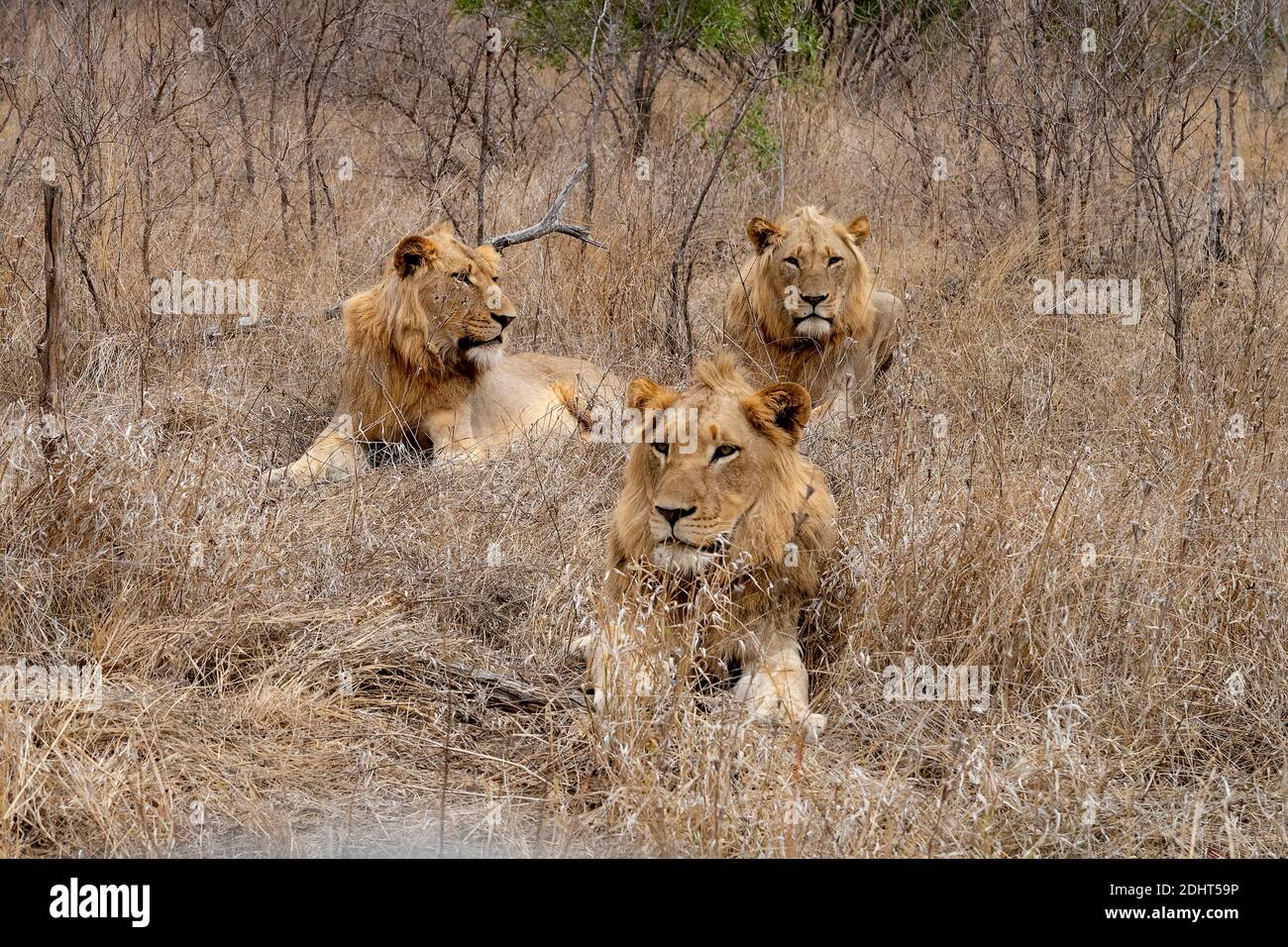 Trois jeunes lions mâles (Panthera leo) dans le parc national Kruger, en Afrique du Sud. Banque D'Images