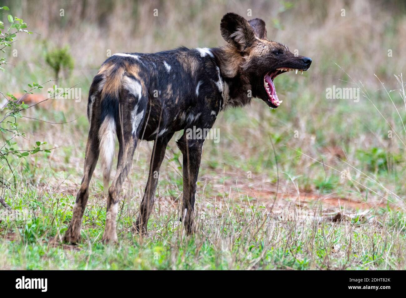 Chien sauvage africain endormi (Lycano pictus) de Kruger NP, Afrique du Sud. Banque D'Images