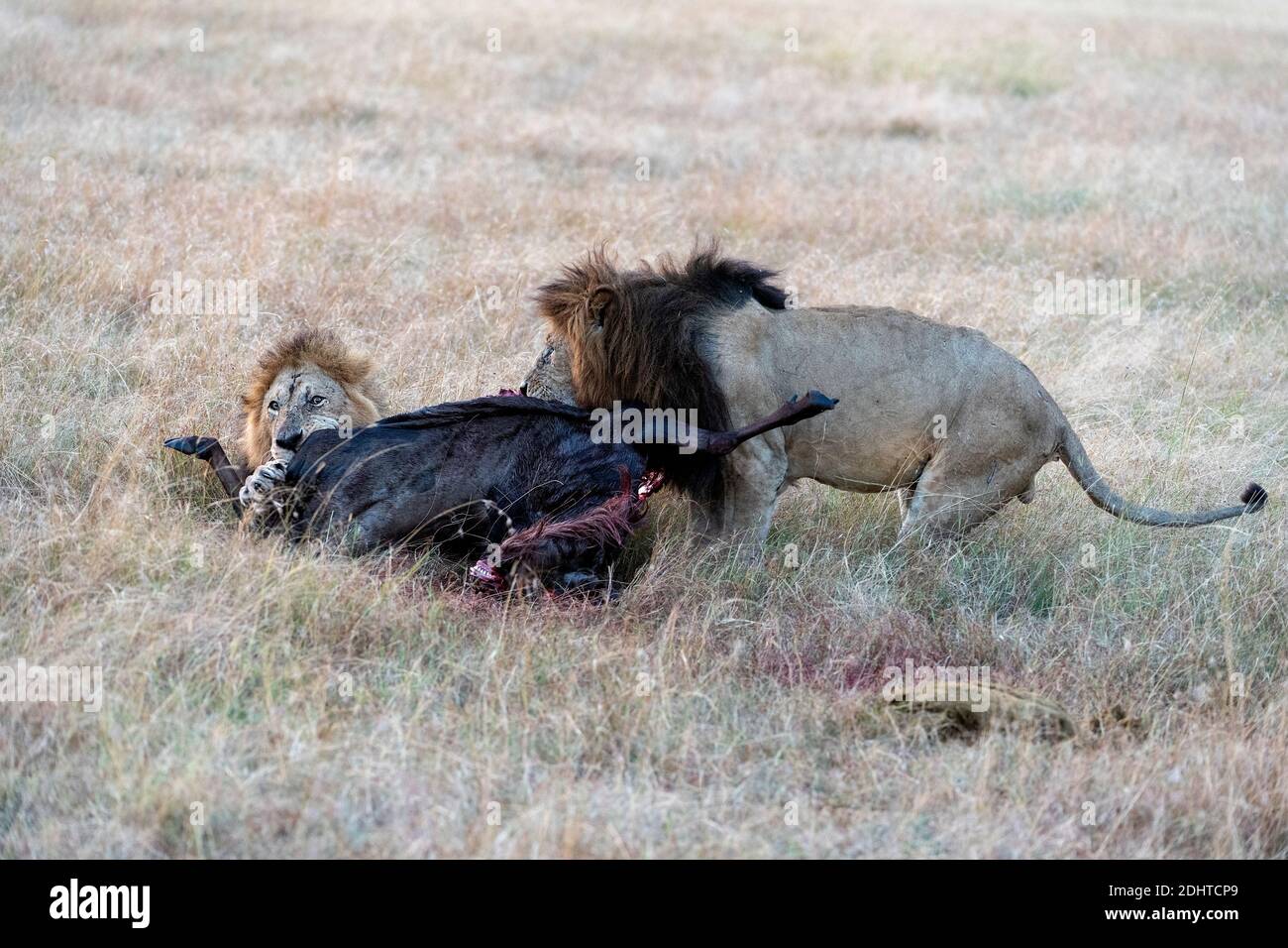 Deux lions mâles (Panthera leo) se nourrissant d'un flétrissement nouvellement tué à Maasai Mara, au Kenya. Banque D'Images