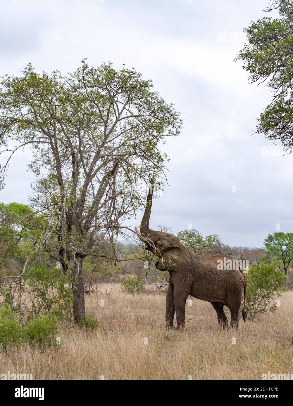 L'éléphant d'Afrique (Loxodonta africana) se nourrissant dans le PN de Kruger, en Afrique du Sud. Banque D'Images